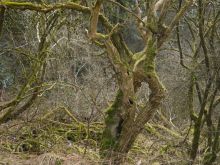 018 Blumenthal  Oberhausen   Hellesbach   Hardt   Blumenthal