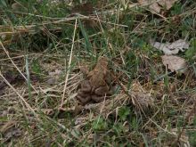 022 Blumenthal  Oberhausen   Hellesbach   Hardt   Blumenthal