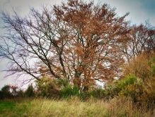 025 Dreiborner Hochfläche