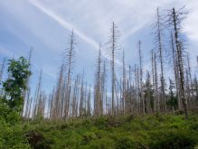 003 Wanderung Im Kermeter