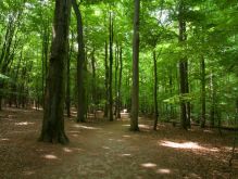 010 Wanderung Im Kermeter