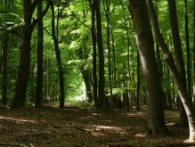 012 Wanderung Im Kermeter