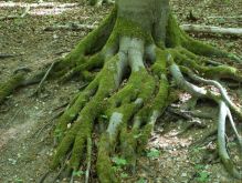 032 Wanderung Im Kermeter