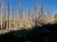 035 Wanderung Im Kermeter