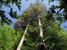 003 Zu Den Katzensteinen Bei Mechernich