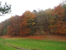 Dreiborn   Patersweiher   Alte Eiche  Berescheider Mühle   Eifel Blick009