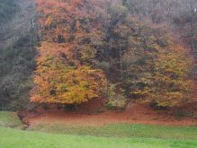 Dreiborn   Patersweiher   Alte Eiche  Berescheider Mühle   Eifel Blick011