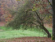 Dreiborn   Patersweiher   Alte Eiche  Berescheider Mühle   Eifel Blick015