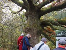 Dreiborn   Patersweiher   Alte Eiche  Berescheider Mühle   Eifel Blick023