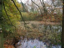 Dreiborn   Patersweiher   Alte Eiche  Berescheider Mühle   Eifel Blick030