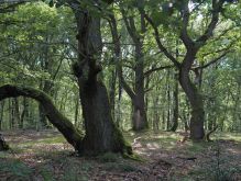 Droover Heide040