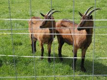 Bereich Reifferscheid011