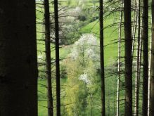 Bereich Reifferscheid047