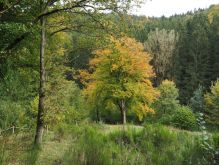 Widdau   Rohrener Höhen019